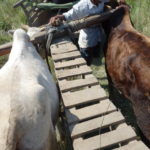 タルー族の村　2頭の牛にくびきをつける