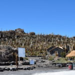インカワシ島　登り口付近のハシラサボテン群
