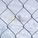 ユーコン野生動物保護区　北極キツネ、近くで見ると可愛い目をしている