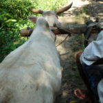 タルー族の村　牛には瘤があり、その瘤にくびきを引っ掛ける