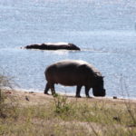 チョベ国立公園　ゲームサファリ　川岸に巨体が一頭