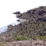 インカワシ島　登山道を登っていくとハシラサボテンが一杯生えている