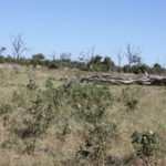 チョベ国立公園　ゲームサファリ　チョベ国立公園の風景、枯れ木が案外多い
