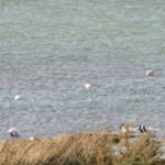 アルゼンチン湖　フラミンゴが３羽、鶴が４羽