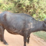 ヤーラ国立公園サファリ　水牛が道路を横切っている、車はストップ