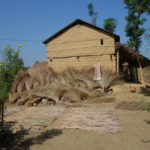 タルー族の村　手前の干草はエレファントグラス、屋根は毎年屋根は葺き替える。後の家の屋根には木材が使われている