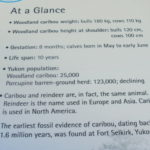 ユーコン野生動物保護区　パネル：ウッドランド・カリブーの大きさ、体重、寿命など基本的な説明