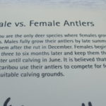 ユーコン野生動物保護区　パネル：ウッドランド・カリブーは雄、雌ともに角があり、雄の角は12月に抜けるが雌の角は後れて生え、6月に抜けるらしい