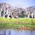ヤーラ国立公園サファリ　池の向こうに象、その前で羽ばたいている２羽の鳥、名前は？