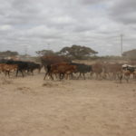 マサイ村 訪問　マサイ村近くの牛の群れ