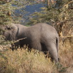 レライの森の象　巨体を揺らせて餌を食べている