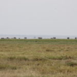 ロッジの庭から　象の大群が移動中