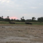 イブニングサファリ　日が落ちる頃、象たちもねぐらに急ぐ